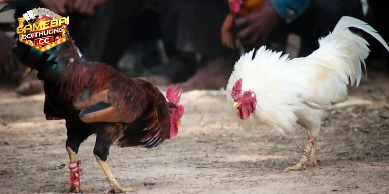 Đá gà cựa dao Indonesia hôm nay